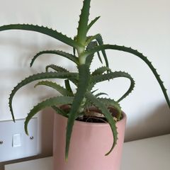 aloe arborescens plant