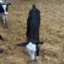 Hereford calves Image 2
