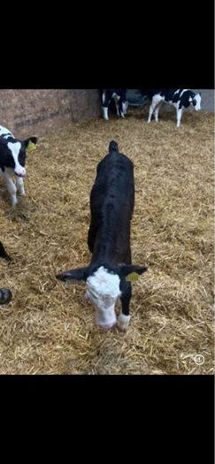 Hereford calves