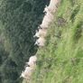 3 Age Rams (2x Cheviot + 1 Mountain Blackface Image 9