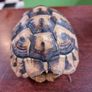 Antique turtle shell Image 2
