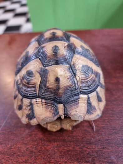 Antique turtle shell