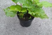 Rhubarb