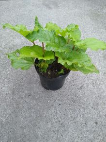 Rhubarb