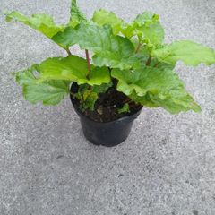 Rhubarb