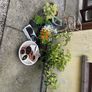 plants and pots Image 3