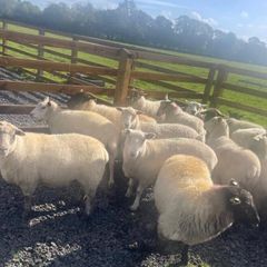 Ewe Hoggets for sale