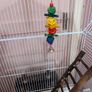 Bird Cage Image 8