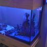 Aquarium/ Fish Tank Aqua One oakstyle complete setup Price Drop Image 4