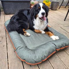 Dog Bed