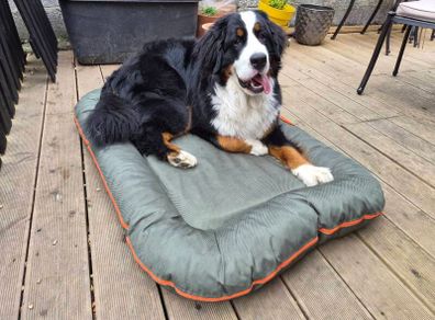 Dog Bed
