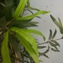 Tall artificial plant from Ikea Image 4