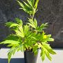 Tree Peony Yellow Height 50cm Image 5