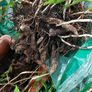 Plants FREE , Peruvian lilies .etc Image 4