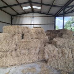 New Organic Small Square Hay Bales