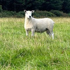 Blue Leicester Texel Cross Hogget Ram