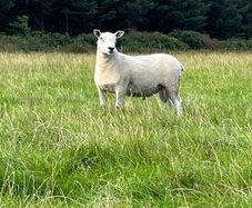 Blue Leicester Texel Cross Hogget Ram