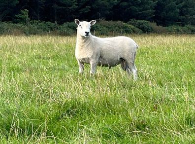 Blue Leicester Texel Cross Hogget Ram