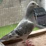 Show Racer Pigeons Image 2