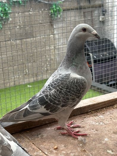 Show Racer Pigeons
