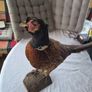 Taxidermy mount of a Male Ring-necked Pheasant Image 5