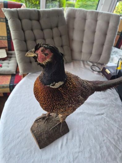 Taxidermy mount of a Male Ring-necked Pheasant