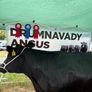 Aberdeen Angus Cows Image 6