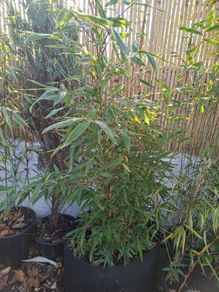 Bamboo fargesia dogon dreams 5ft