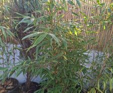 Bamboo fargesia dogon dreams 5ft