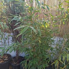 Bamboo fargesia dogon dreams 5ft
