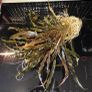 Cryptocoryna Brown aquarium plants Image 2