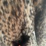 Topshop coat Image 3