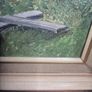 oil painting Image 2