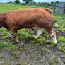 8 super bull weanlings Image 5