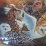 Owl holographic picture Image 3