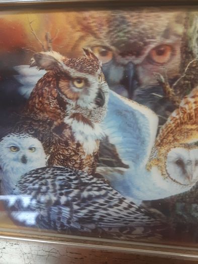 Owl holographic picture