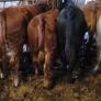 Organic Wealings Image 9