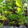 strawberry plants Image 2