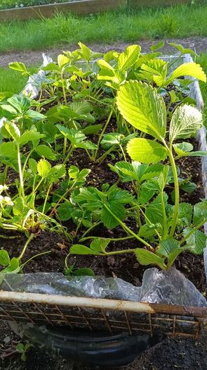 strawberry plants