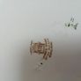 Spode Copeland Nigel Pattern Two plates 10. 5 inch Image 2
