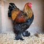 Poultry Auction: Ryan McLaren Major Reduction Sale Image 2