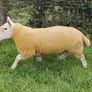 Pure Bred Cheviot Ram Shearling Image 5