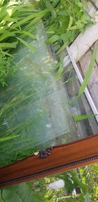 Greenhouse