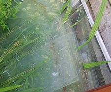 Greenhouse
