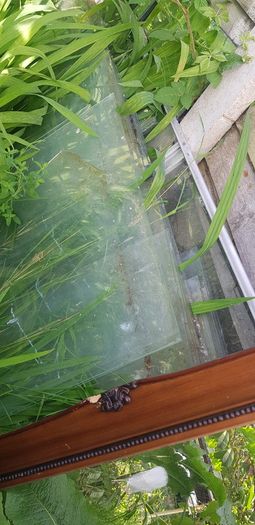 Greenhouse