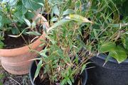 Clumping bamboo