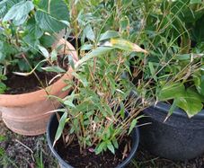Clumping bamboo