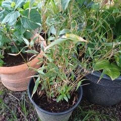 Clumping bamboo