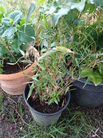 Clumping bamboo