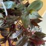 Plant - Houseplant- Tradescantia Zebrina Flame Dance Image 4